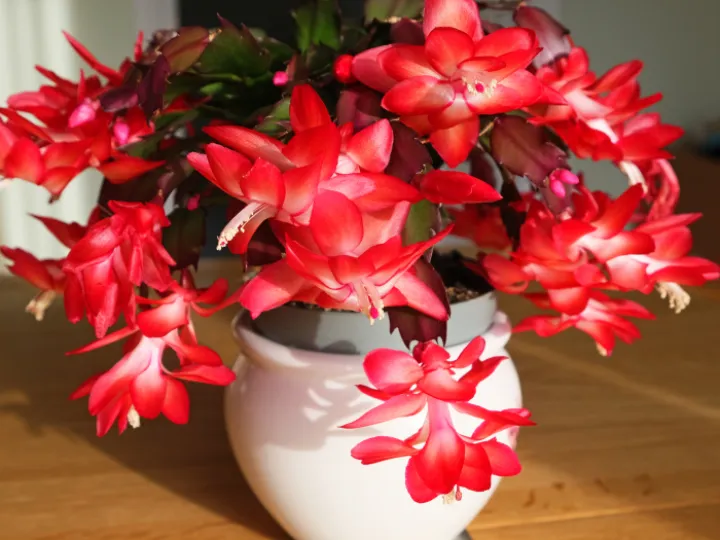 Rrchristmas Cactus_f4447