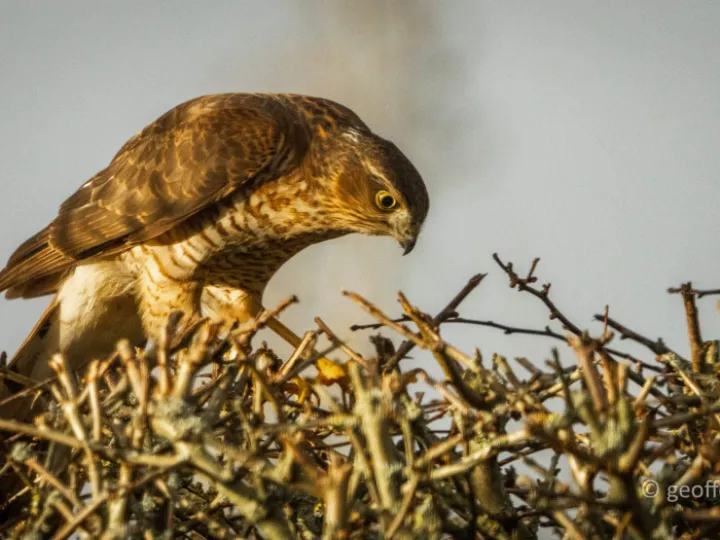 sparrow hawk