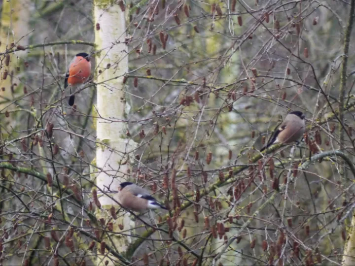 Bullfinches