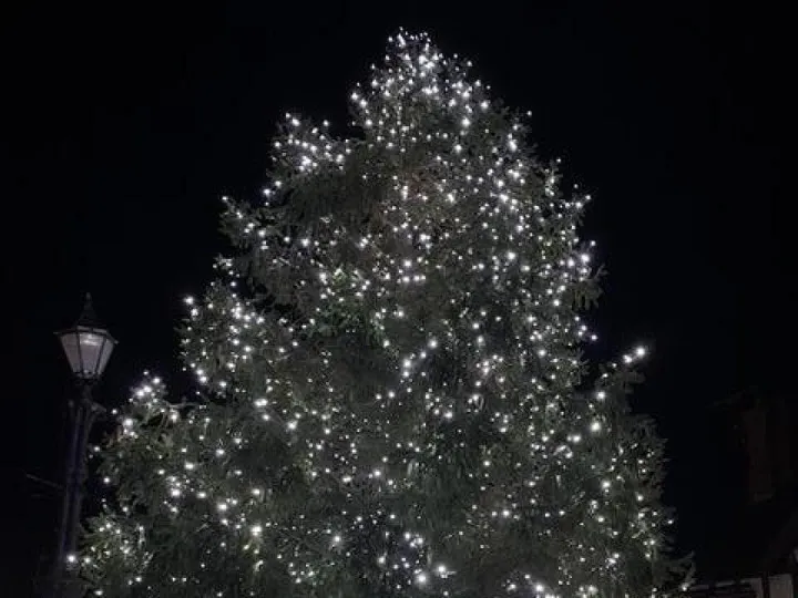 Adas Taking Down Trees