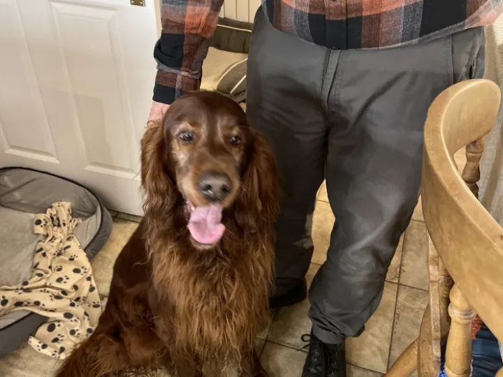 Record 239 A red setter on the Whitchurch road. Very ftiendly