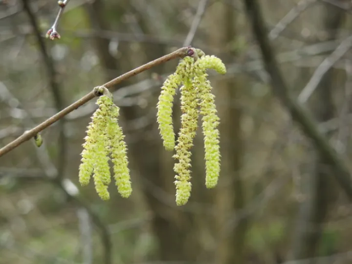 Hazel Catkins