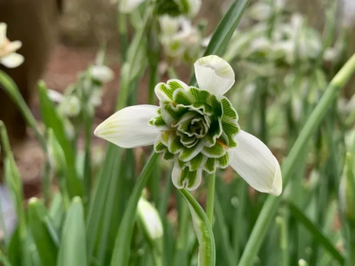 Snowdrop Delight