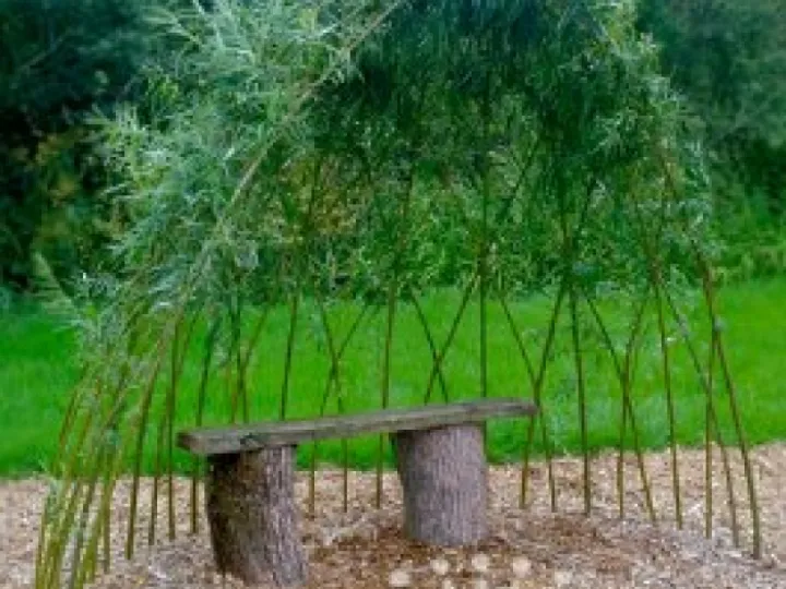 Willow Arbour