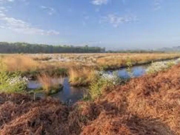 Whixhall moss