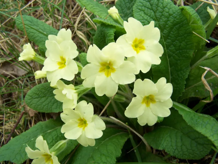 Primrose