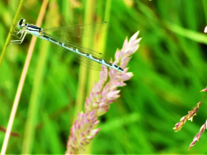 grass!