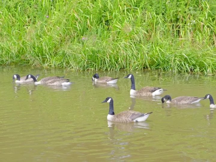 ~a Family Affair (Canada Geese)_f5007