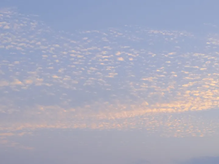 ~Mackerel 'Shoal'_f4980