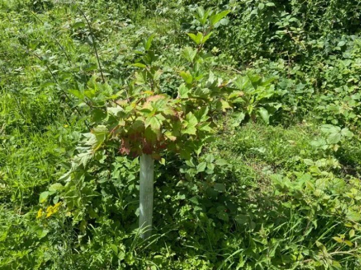 Sapling Damage