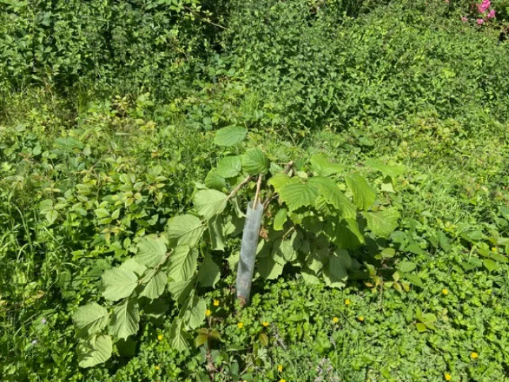 Sapling damage