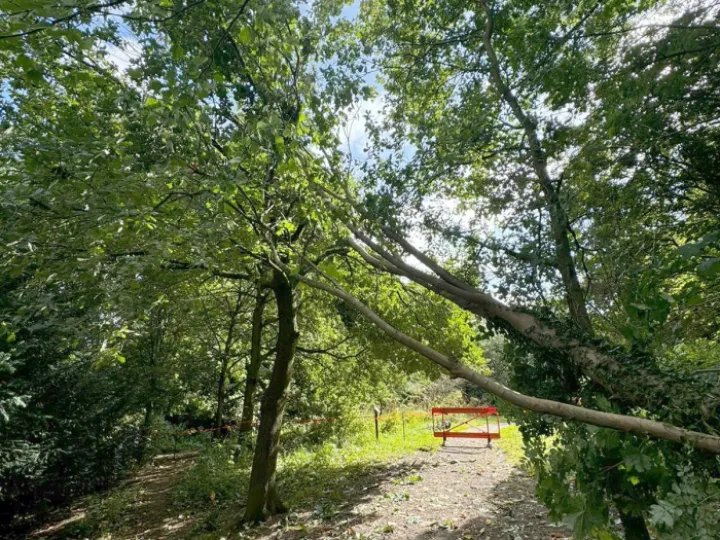 Overhanging Branch 24_08_2024