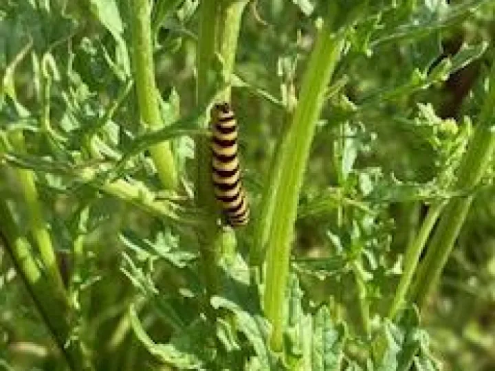 Cinnabar Moth Caterpillar