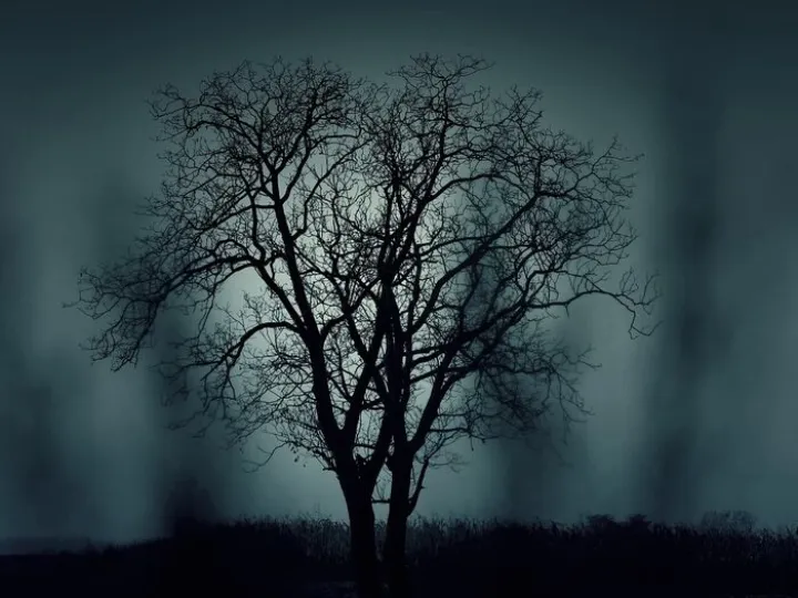 Trees, silhouettes, mysterious