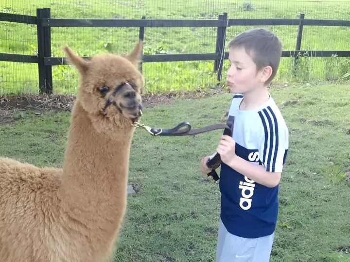 Alpacas After School 3