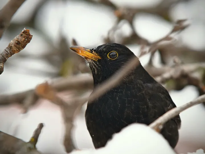 A blackbird perched on snow-covered tree branches in a winter setting, displaying its bright yellow beak.