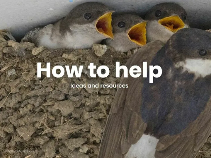 2025-06-09 House Martins & How to Help