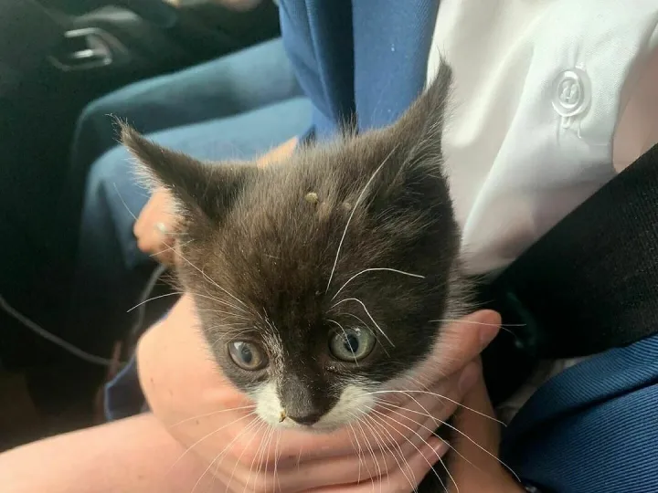 kitten