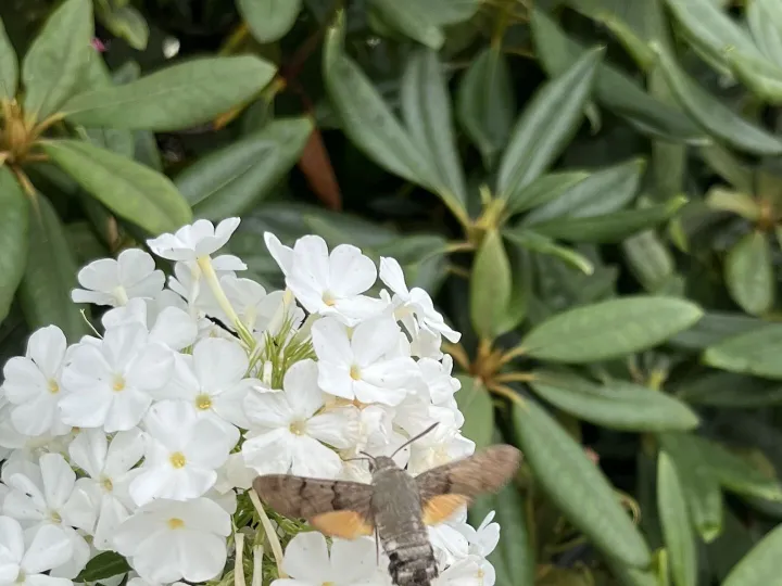 Humming Bird 2