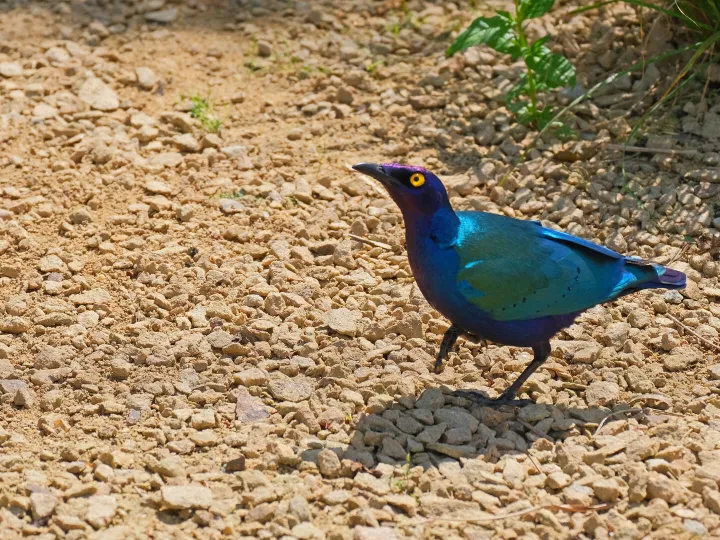 glossy starling
