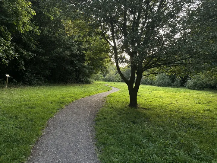 Tarvin Woodland July 2025 – Orchard