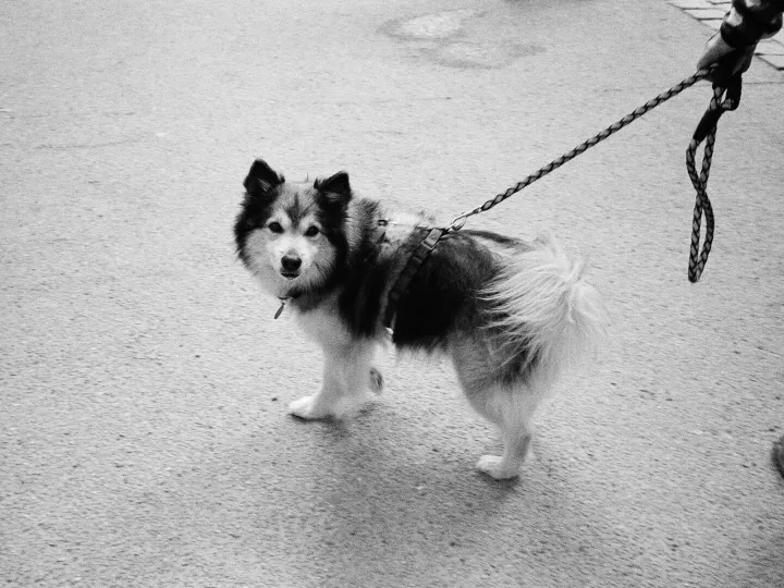 A black and white photograph of a dog on a leash