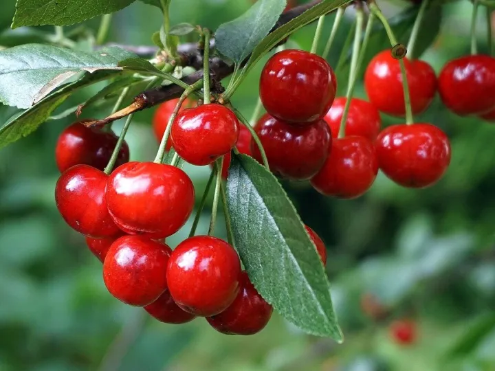 Cherries, fruit, healthy, food, fresh, red, berrie
