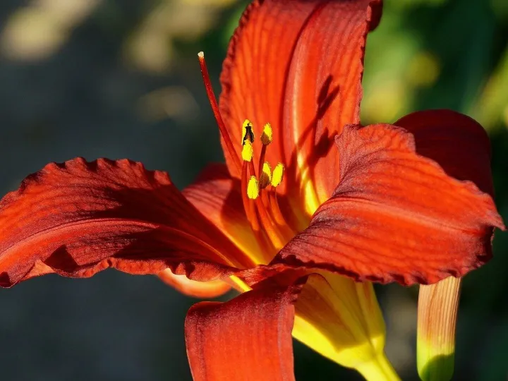 Flower, lily, botany, bloom, cereal, growth, flowe
