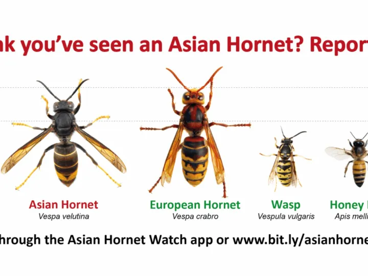 1 Hornet