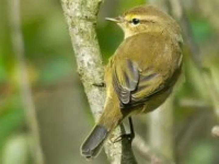 Chiffchaff