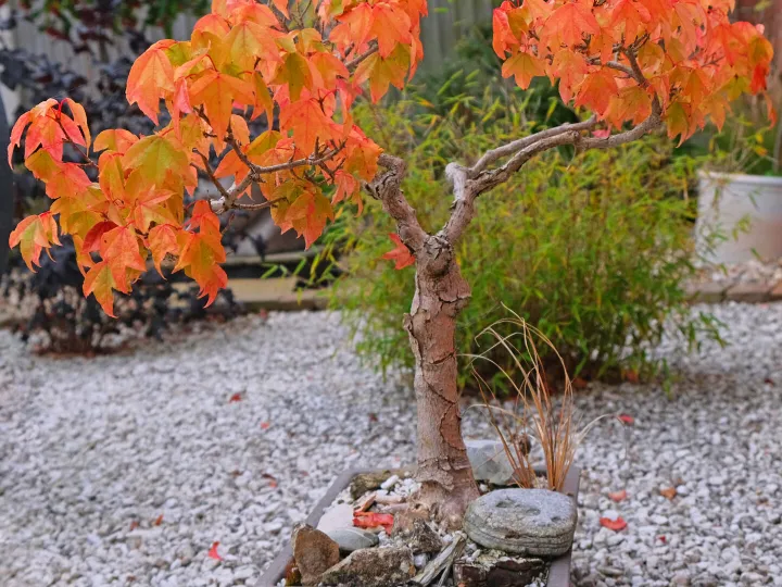 RR Bonsai Maple F7970