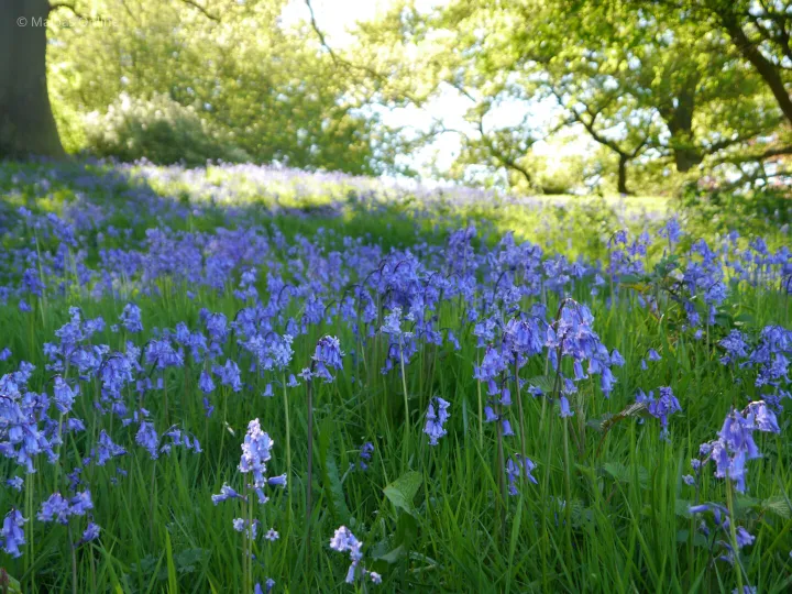 Bluebells