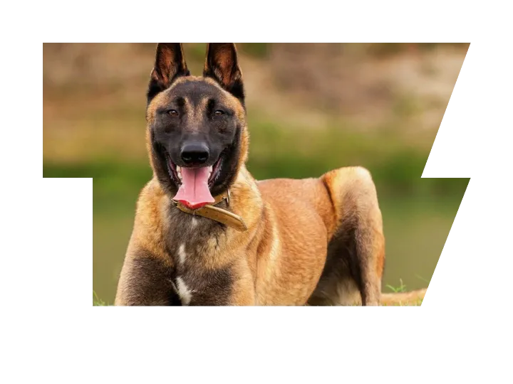 Belgian Malinois Puppy Training